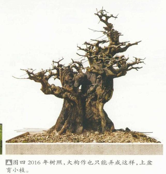 图解 韩学年培育陌生杂木盆景的5个过程