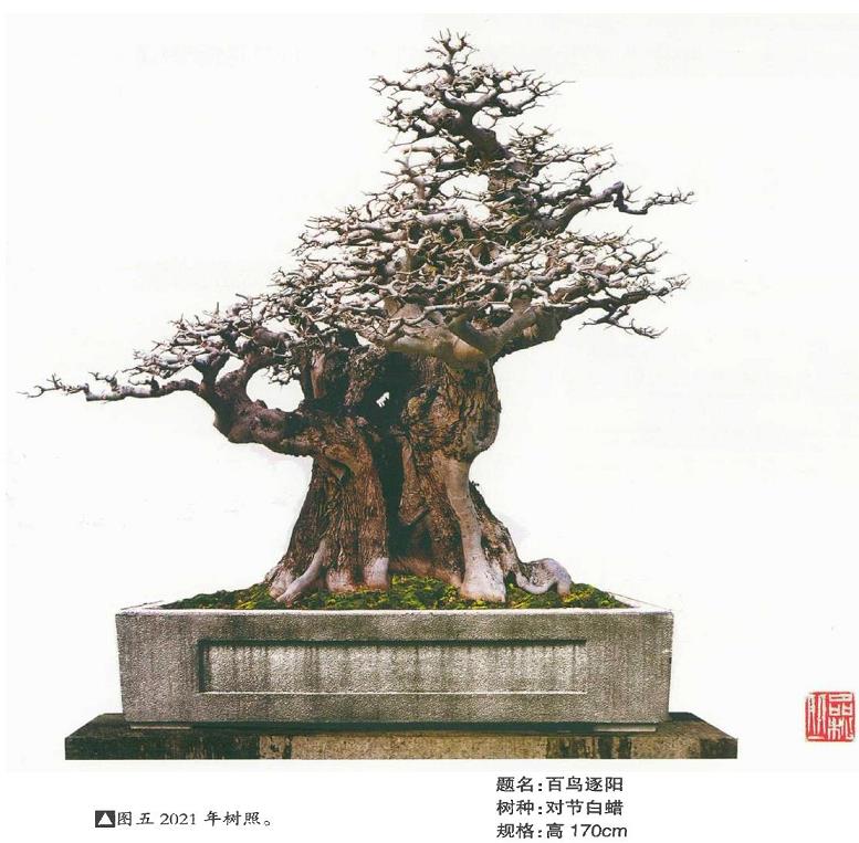 图解 韩学年培育陌生杂木盆景的5个过程