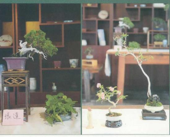 无锡小微盆景
