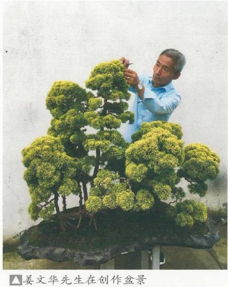 图解 姜文华怎么制作丛林盆景的24个过程