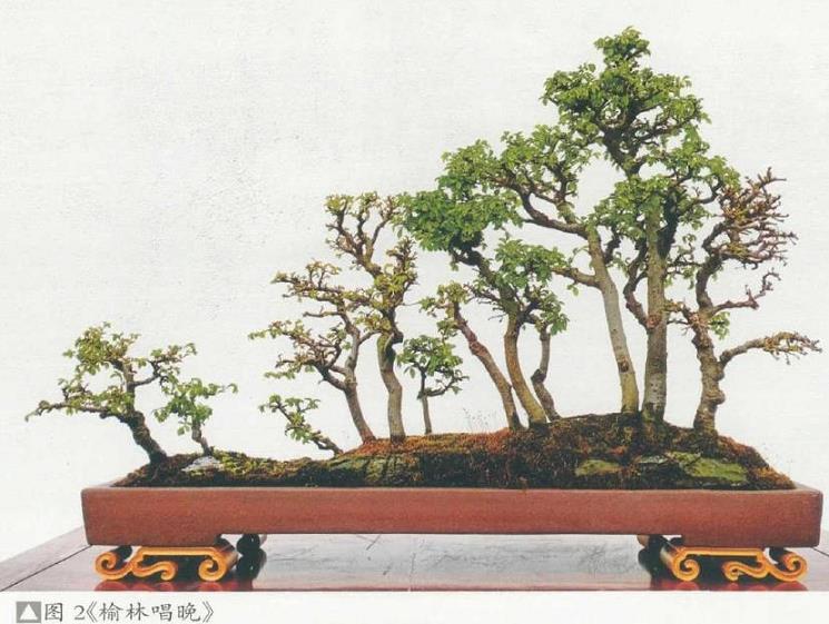 图解 姜文华怎么制作丛林盆景的24个过程