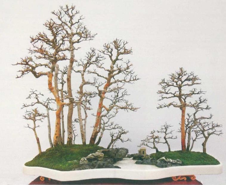 图解 姜文华怎么制作丛林盆景的24个过程