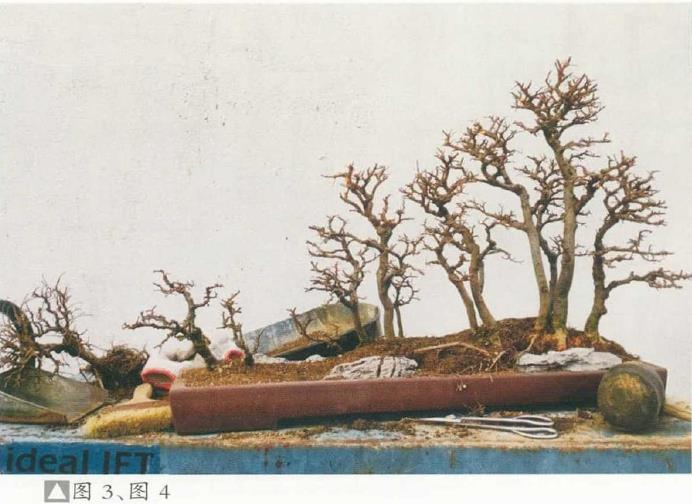 图解 姜文华怎么制作丛林盆景的24个过程