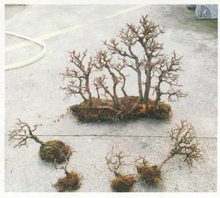 图解 姜文华怎么制作丛林盆景的24个过程