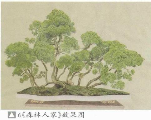 图解 姜文华怎么制作丛林盆景的24个过程