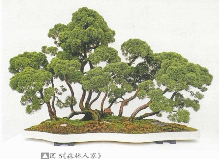 图解 姜文华怎么制作丛林盆景的24个过程