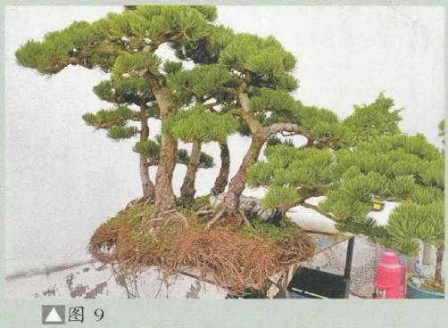 图解 姜文华怎么制作丛林盆景的24个过程