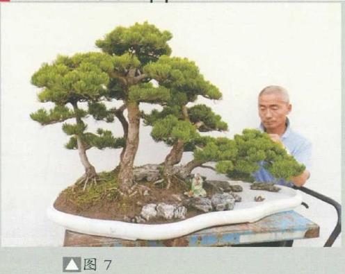 图解 姜文华怎么制作丛林盆景的24个过程