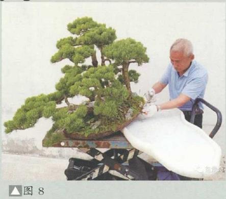 图解 姜文华怎么制作丛林盆景的24个过程