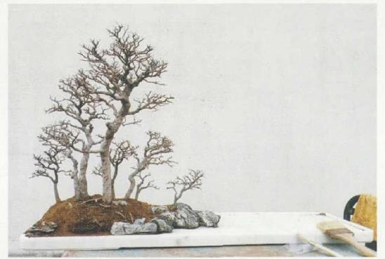 图解 姜文华怎么制作丛林盆景的24个过程