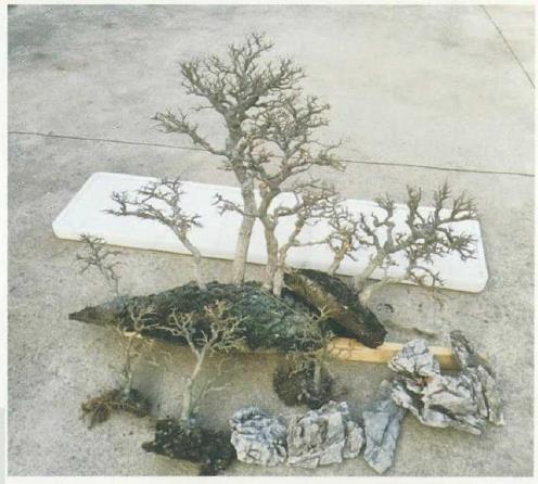 图解 姜文华怎么制作丛林盆景的24个过程
