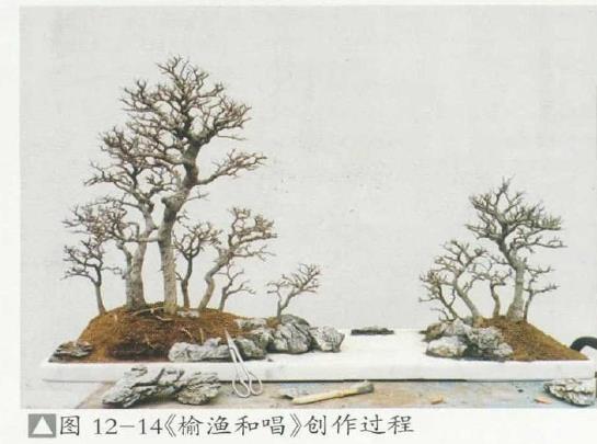 图解 姜文华怎么制作丛林盆景的24个过程