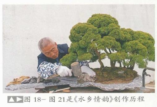 图解 姜文华怎么制作丛林盆景的24个过程