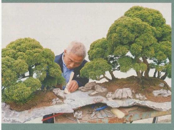 图解 姜文华怎么制作丛林盆景的24个过程