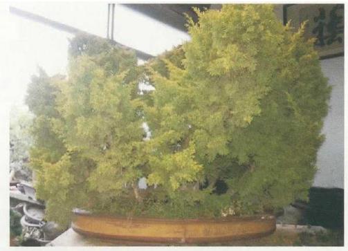 图解 姜文华怎么制作丛林盆景的24个过程