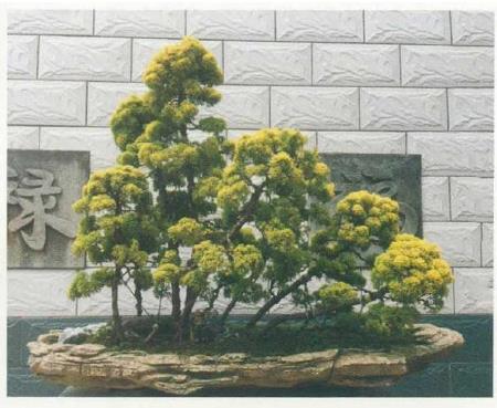 图解 姜文华怎么制作丛林盆景的24个过程