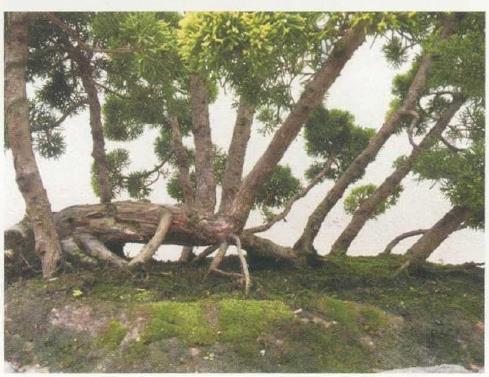 图解 姜文华怎么制作丛林盆景的24个过程