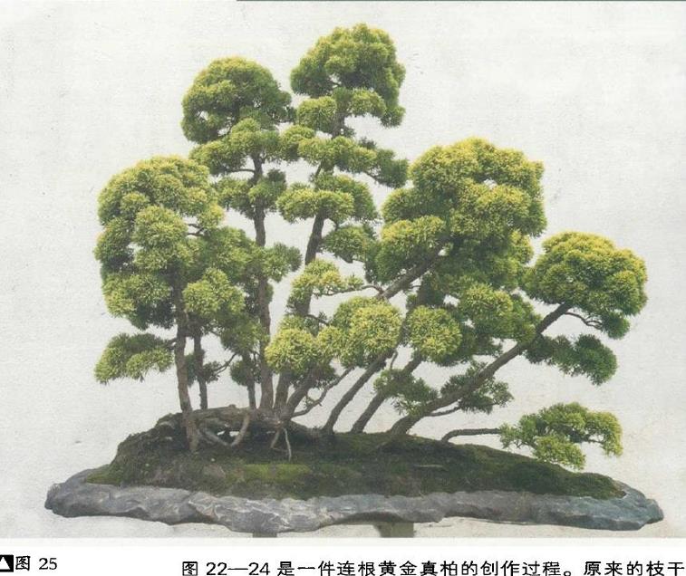 图解 姜文华怎么制作丛林盆景的24个过程