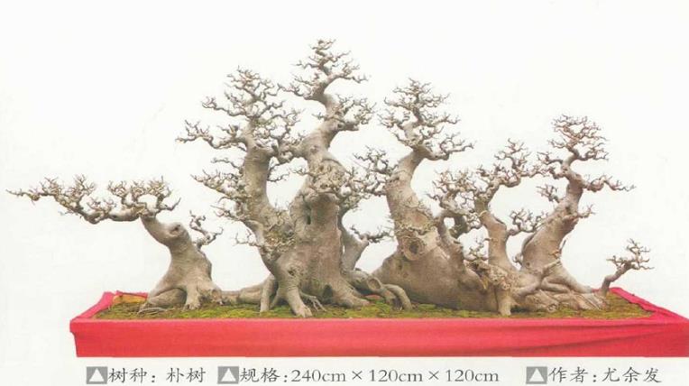 2021 湛江赤坎区举办岭南盆景展 图片