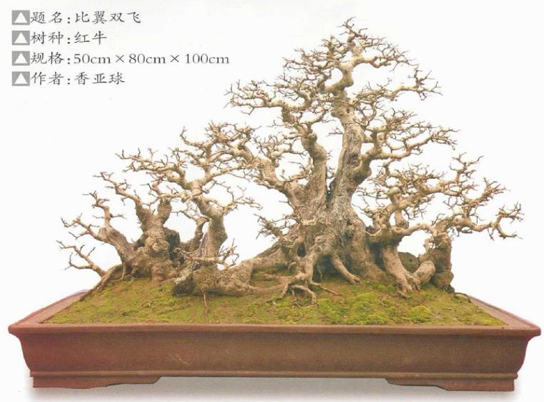 2021 湛江赤坎区举办岭南盆景展 图片