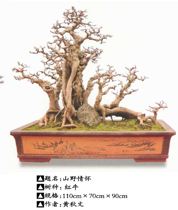 2021 湛江赤坎区举办岭南盆景展 图片