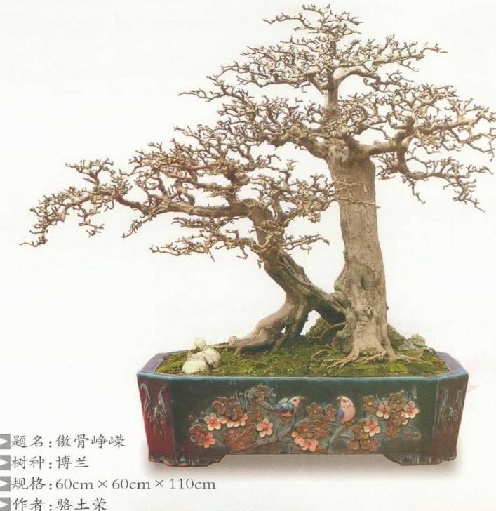 2021 湛江赤坎区举办岭南盆景展 图片