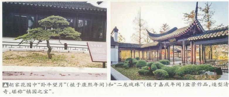 沐阳盆景的4个思考和启迪