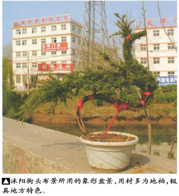 沐阳盆景的4个思考和启迪