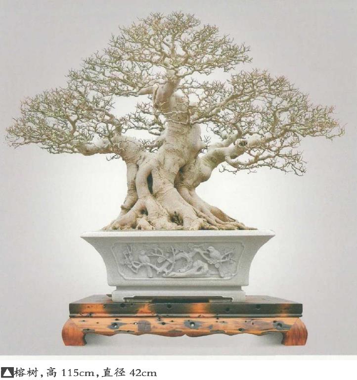 闽南盆景后继有人