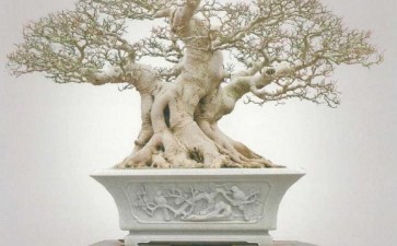 闽南盆景后继有人(四十一) 图片