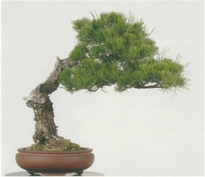 图解 黑松盆景怎么造型的5个过程