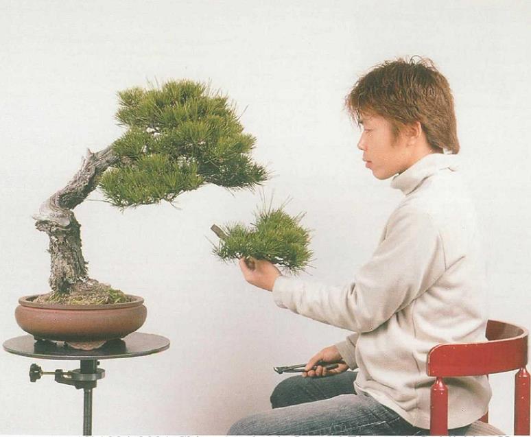 图解 黑松盆景怎么造型的5个过程