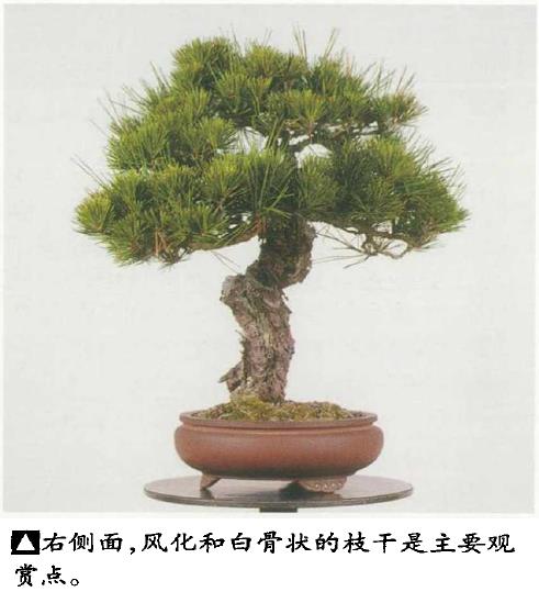 图解 黑松盆景怎么造型的5个过程