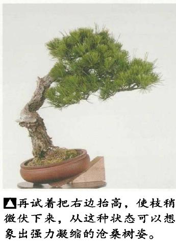 图解 黑松盆景怎么造型的5个过程