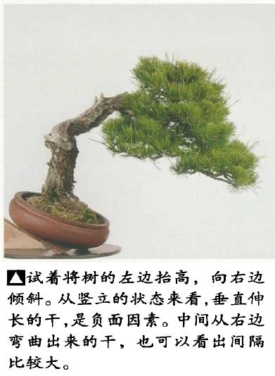 图解 黑松盆景怎么造型的5个过程