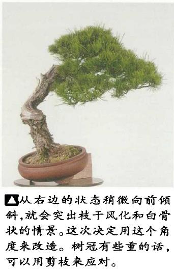 图解 黑松盆景怎么造型的5个过程