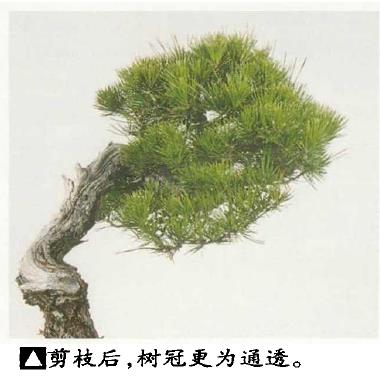 图解 黑松盆景怎么造型的5个过程