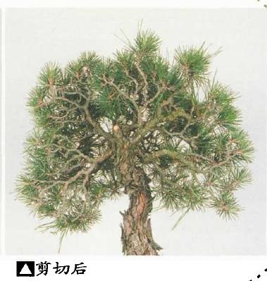 图解 黑松盆景怎么造型的5个过程