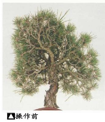 图解 黑松盆景怎么造型的5个过程