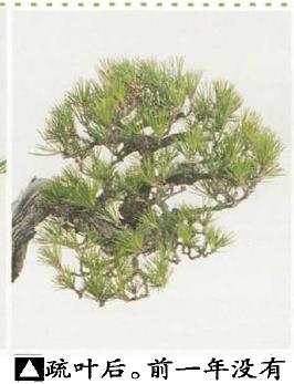 图解 黑松盆景怎么造型的5个过程