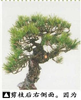 图解 黑松盆景怎么造型的5个过程