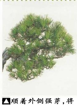 图解 黑松盆景怎么造型的5个过程