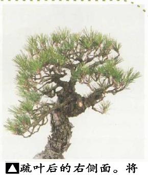 图解 黑松盆景怎么造型的5个过程