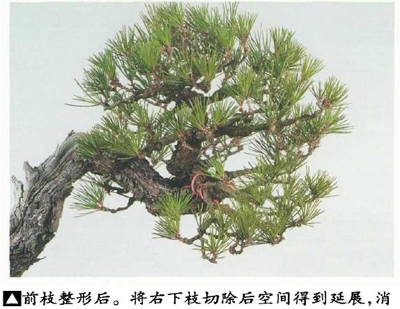 图解 黑松盆景怎么蟠扎制作树冠