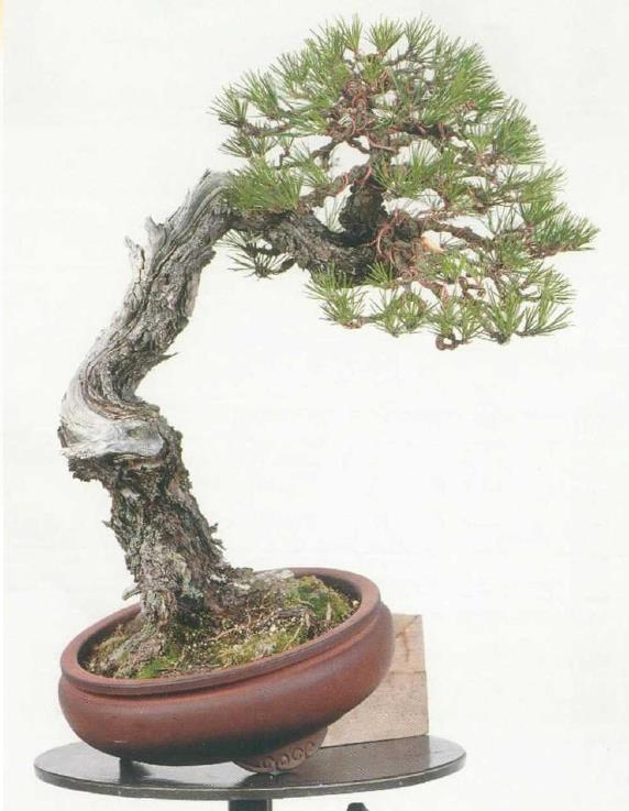 图解 黑松盆景怎么蟠扎制作树冠