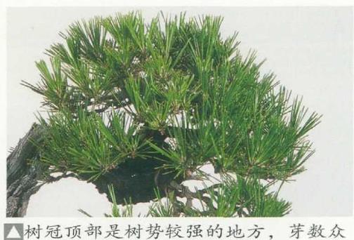 图解 黑松盆景怎么蟠扎制作树冠