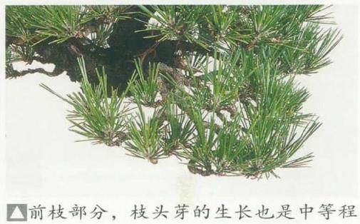 图解 黑松盆景怎么蟠扎制作树冠