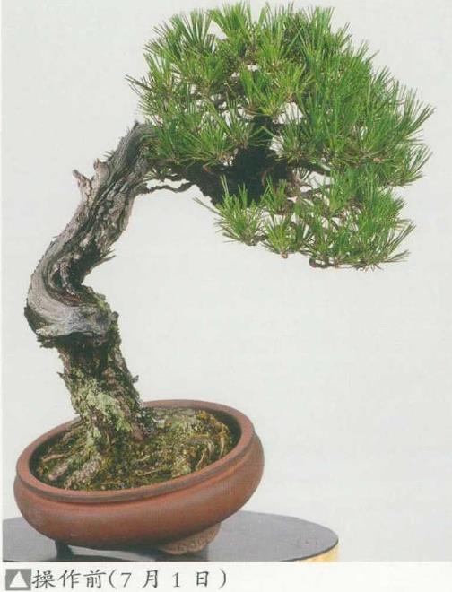 图解 黑松盆景怎么蟠扎制作树冠