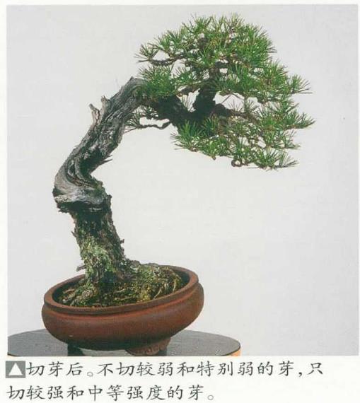 图解 黑松盆景怎么切芽疏叶的5个过程