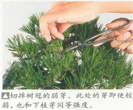图解 黑松盆景怎么切芽疏叶的5个过程
